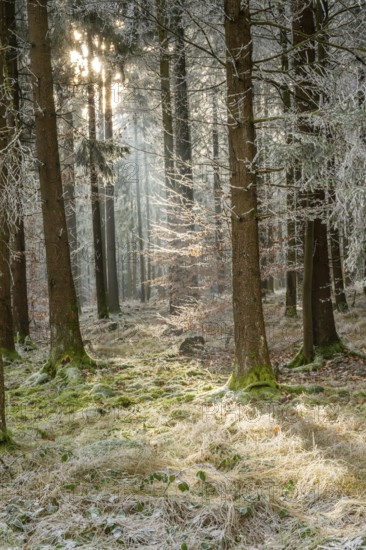 Mixed forest with norway spruce (Picea abies) and European beech (Fagus sylvatica) white from