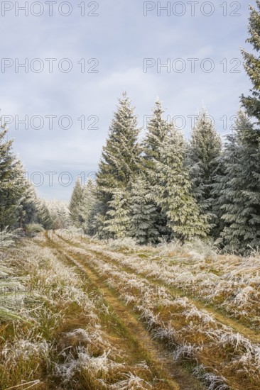Walking trail going through a mixed forest white from roarfrost on a sunny day in winter, Bavaria,