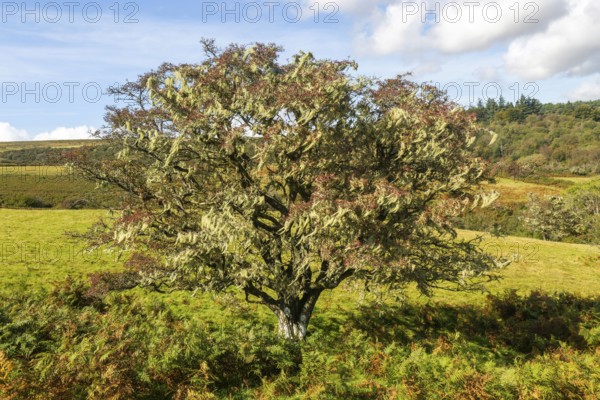 Lichen growing on hawthorn tree, near Hayford, Buckfastleigh, Dartmoor national park, Devon,