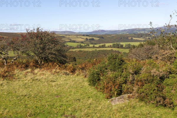 Autumnal colours of autumn vegetation on moorland, near Hayford, Buckfastleigh, Dartmoor national