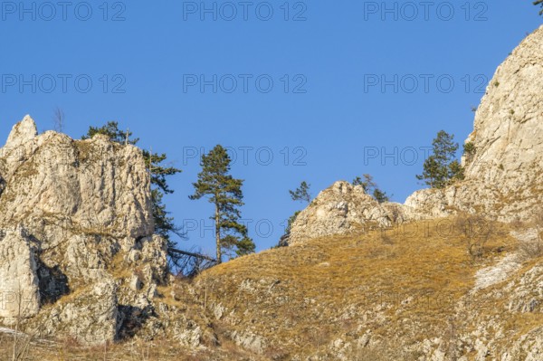 Scots pine (Pinus sylvestris) trees growing on a huge rock in winter, Vápec, Horná Poruba, Slovakia
