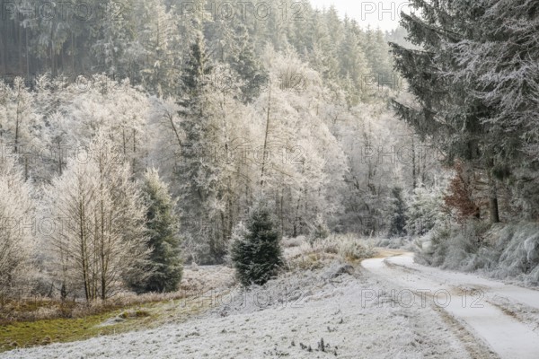 Forest road going through a beautiful landscape with forest, meadows and bushes, white from