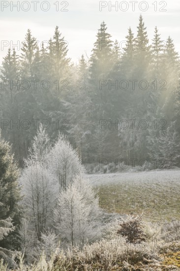 Meadow in a valley surrounded by a mixed forest with norway spruce (Picea abies) and European beech
