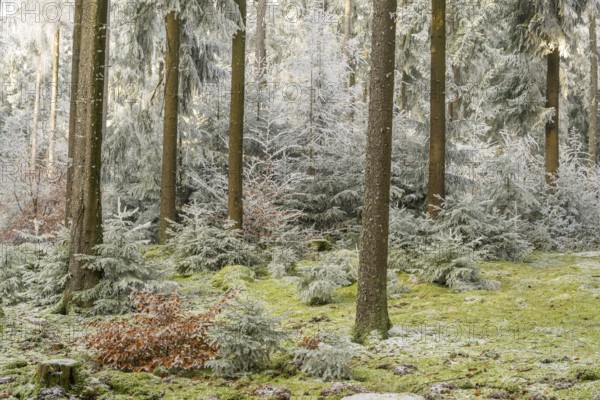 Mixed forest with norway spruce (Picea abies) and European beech (Fagus sylvatica) white from