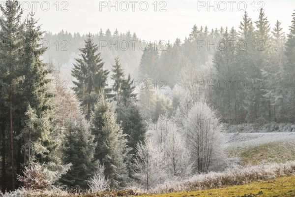Meadow in a valley surrounded by a mixed forest with norway spruce (Picea abies) and European beech