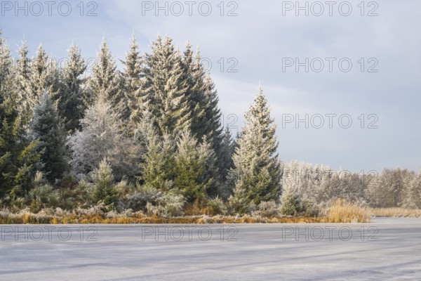 A frozen pont in a valley surrounded by a mixed forest with norway spruce (Picea abies) and