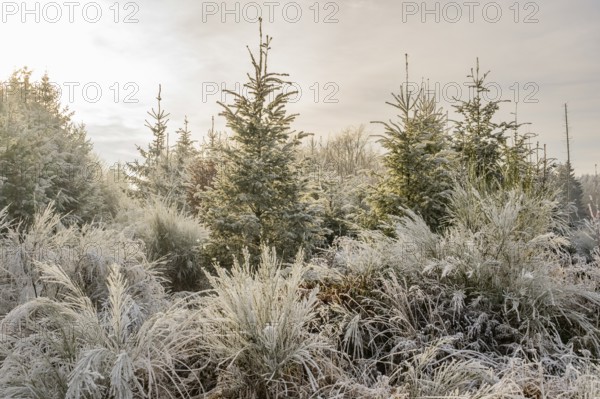 Mixed forest with norway spruce (Picea abies), European beech (Fagus sylvatica) and Common broom