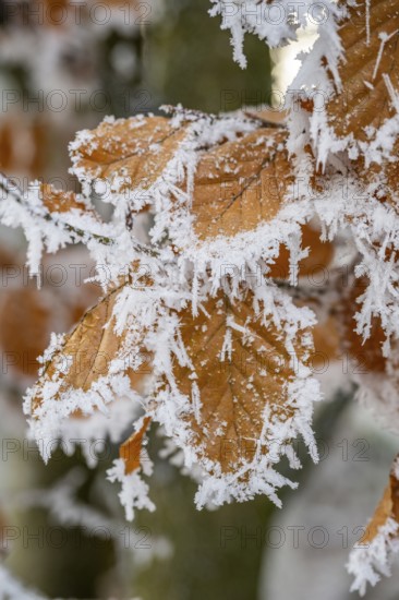 Ice crystals from roarfrost on a common beech (Fagus sylvatica) leaf at sunshine in winter,