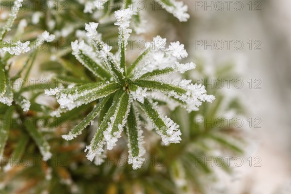 Ice crystals from roarfrost on common yew (Taxus baccata) needles at sunshine in winter, Bavaria,