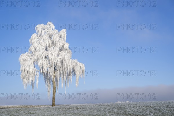 Silver birch (Betula pendula) standing on a meadow with hoarfrost on the branches in front of blue
