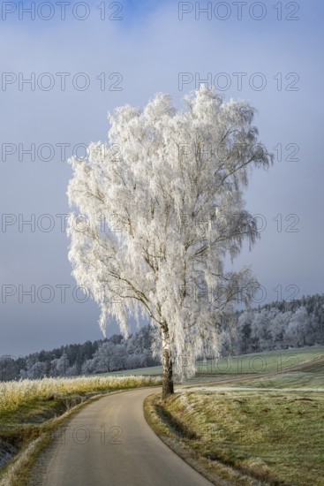 Silver birch (Betula pendula) standing beside a road with hoarfrost on the branches at sunshine in