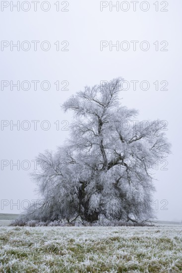 Eastern crack-willow (Salix euxina) standing on a meadow with hoarfrost on the branches in winter,