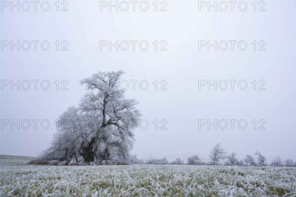 Eastern crack-willow (Salix euxina) standing on a meadow with hoarfrost on the branches in winter,