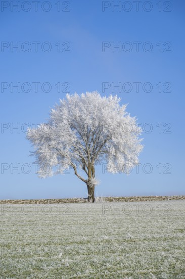 Silver lime tree (Tilia tomentosa) with hoarfrost on the branches standing on a meadow on a sunny