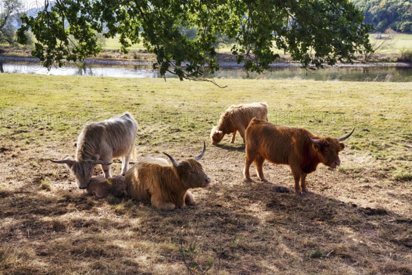 Hochlandrinder, Herde mit Kalb sucht Schatten, Neugeborenes liegt bei seiner Mutter,