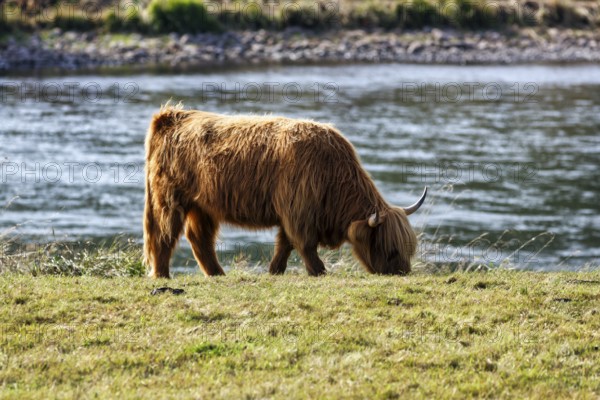 Hochlandrind grast am Flussufer, Landschaftspflege, Weidehaltung an der Weser, Holzminden,