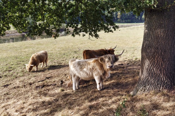 Hochlandrinder suchen Schatten an einem heißen Sommertag, Landschaftspflege, Weidehaltung,