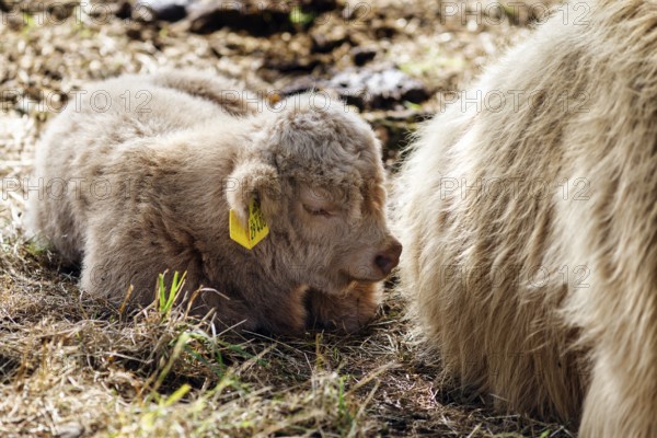 Hochlandrind, Kalb, Neugeborenes liegt bei seiner Mutter, Landschaftspflege, Weidehaltung,