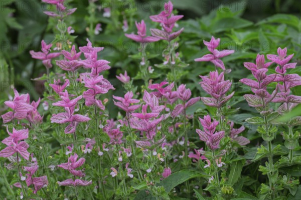 Buntschopf-Salbei oder Schopf-Salbei (Salvia viridis, Salvia horminum), Nordrhein-Westfalen,