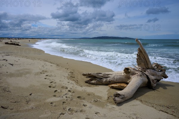 Strand mit Treibholz und Fußspuren, unberührte Küste und bewölkte Atmosphäre, Kaka Point, Clutha