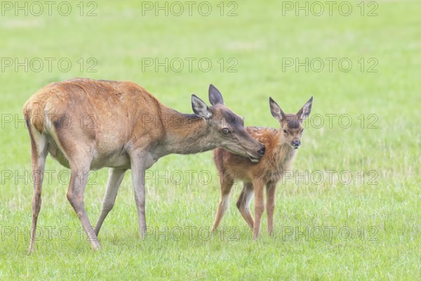 Adult red deer cow (Cervus elaphus) with calf standing in a meadow, licking fur from calf,