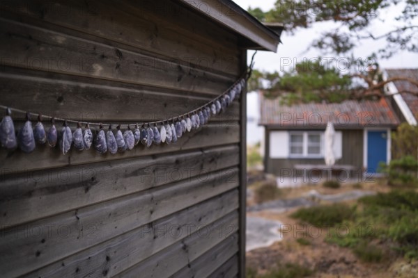 Shell necklace on a wooden wall, Resö Island, Bohuslän, Skagerrak, Sotenäs, Västra Götalands län,