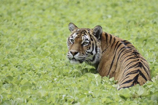 Siberian tiger (Panthera tigris altaica) in a pond with water lettuce (Pistia stratiotes), captive,