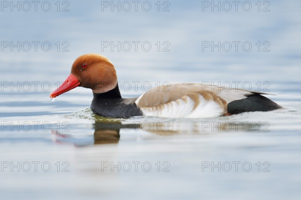 Red-crested pochard (Netta rufina), swimming drake, Lake Constance, Baden-Württemberg, Germany