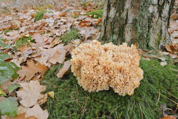Wood Cauliflower fungus or fat hen (Wood Cauliflower crispa) in autumn, Gelderland, Netherlands
