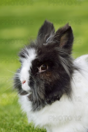 Lionhead rabbit (Oryctolagus cuniculus forma domestica) in a meadow, North Rhine-Westphalia,
