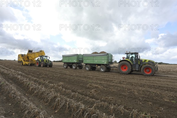 Agricultural harvesting of potatoes with potato harvester ROPA Keiler 2 in front of tractor Claas