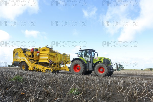 Agricultural harvesting of potatoes with ROPA Keiler 2 potato harvester in front of Claas Axion 830