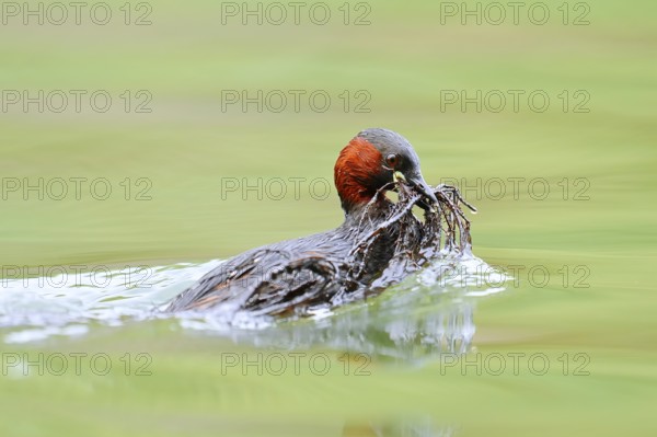 Little grebe (Tachybaptus ruficollis) swimming with nesting material in its beak, North