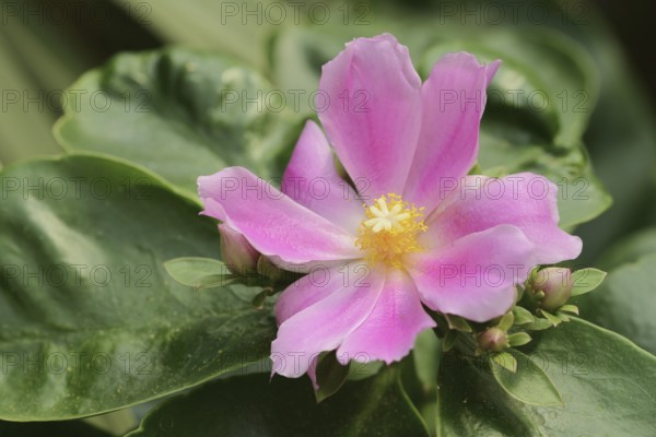 Deciduous cactus or pereskia (Pereskia grandifolia), flower, native to Brazil