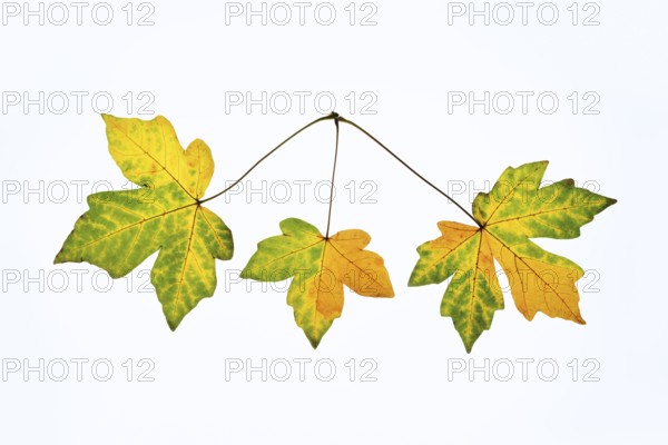 Sugar maple (Acer saccharum), leaves in autumn against a white background, North Rhine-Westphalia,