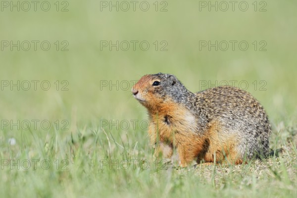 Columbia ground squirrel (Urocitellus columbianus, Spermophilus columbianus), Jasper National Park,