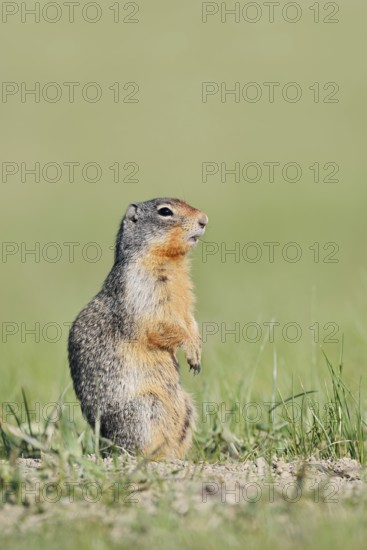 Columbia ground squirrel (Urocitellus columbianus, Spermophilus columbianus) standing upright in a
