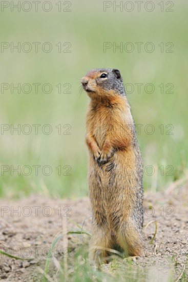 Columbia ground squirrel (Urocitellus columbianus, Spermophilus columbianus) standing upright on