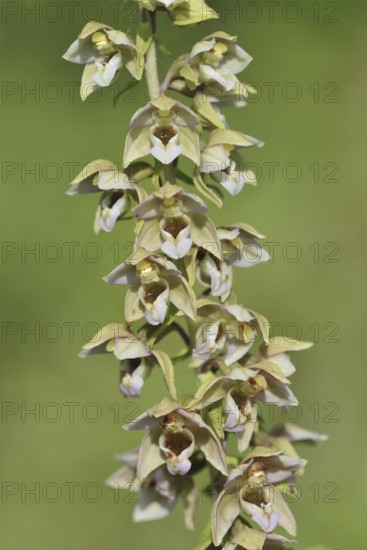 Broad-leaved helleborine or broad-leaved marsh orchid (Epipactis helleborine), inflorescence, North