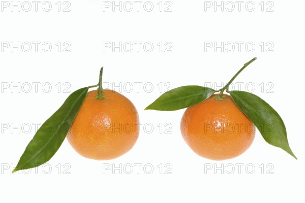 Clementine (Citrus clementina), fruit and leaves on a white background