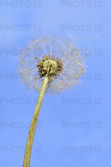 Common dandelion (Taraxacum sect. Ruderalia), dandelion, North Rhine-Westphalia, Germany