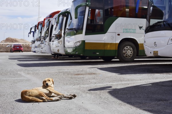 Dog and buses at the car park of Hatshepsut Temple, Mortuary Temple of Hatshepsut, Deir el-Bahari,