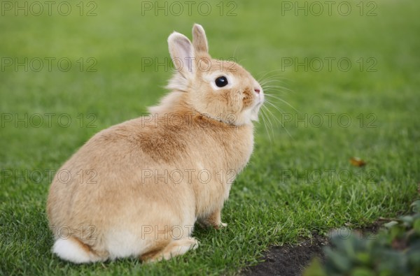 Dwarf rabbit (Oryctolagus cuniculus forma domestica) in a meadow, North Rhine-Westphalia, Germany