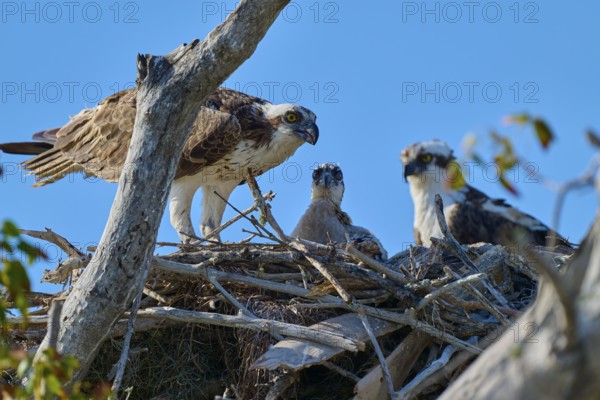 Osprey pair and chicks in a nest of branches under a clear blue sky, Osprey (Pandion haliaetus),