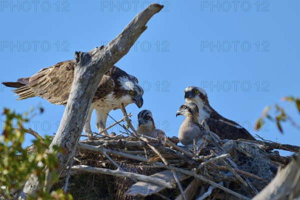 Osprey pair and chicks in a nest of branches with clear sky in the background, Osprey (Pandion