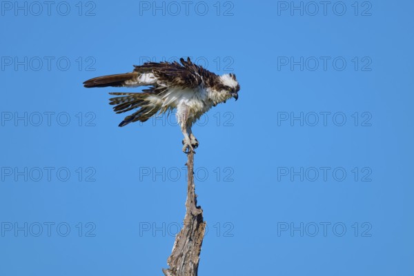 Osprey in concentrated position on a branch in front of a blue sky, Osprey (Pandion haliaetus),