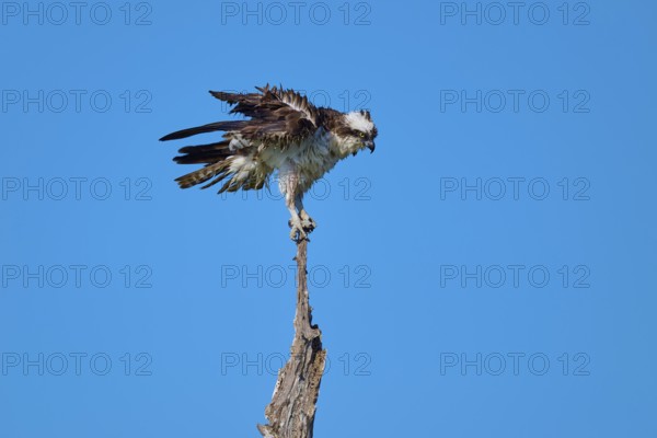 Osprey with raised wings on a branch in front of a blue sky, Osprey (Pandion haliaetus), Flamingo,