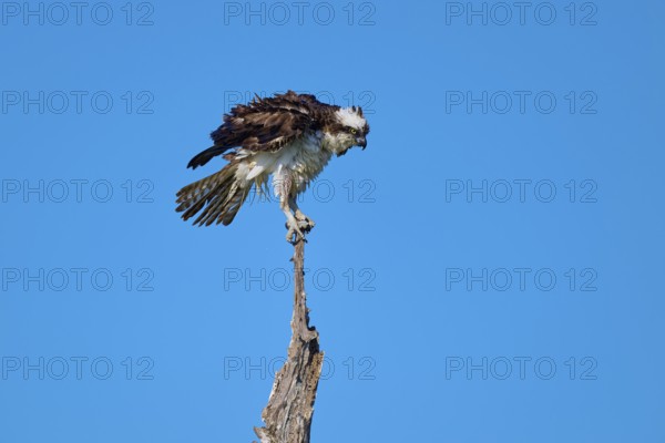 Osprey sitting calmly on a branch against a blue sky, Osprey (Pandion haliaetus), Flamingo,