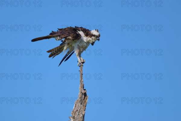 Osprey on a branch with outstretched wings in front of a blue sky, Osprey (Pandion haliaetus),