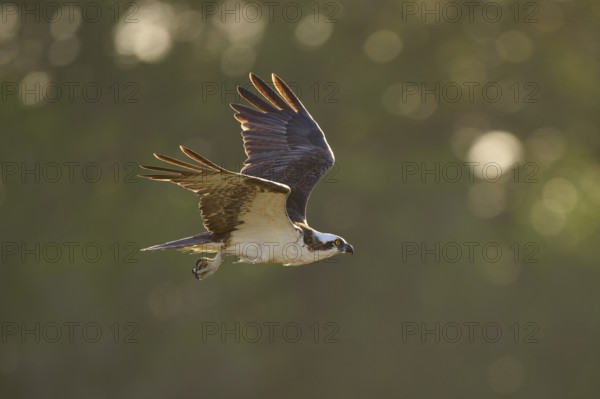 An osprey in flight in front of a blurred green background, Osprey (Pandion haliaetus), Flamingo,